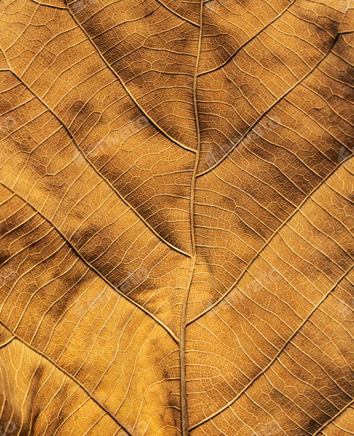 Preview: Abstract background from veins texture of old brown leaf with sunlight. Nature backdrop.