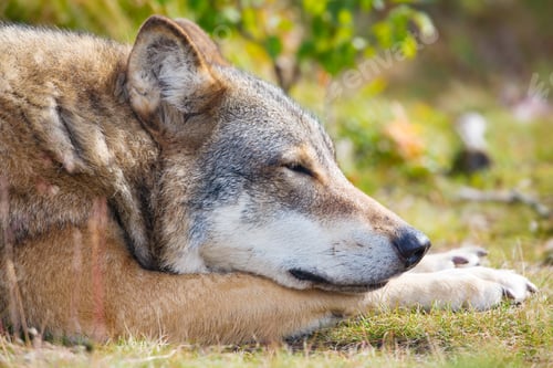 Preview: Close up of sleepy wolf who rests in the forest