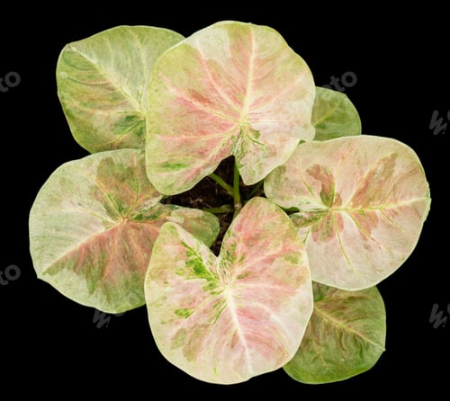 Preview: Beautiful colorful caladium on Black background isolate with clipping path. Queen