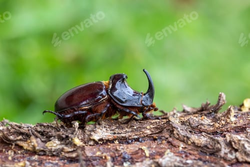 Preview: European rhinoceros beetle (Oryctes nasicornis)