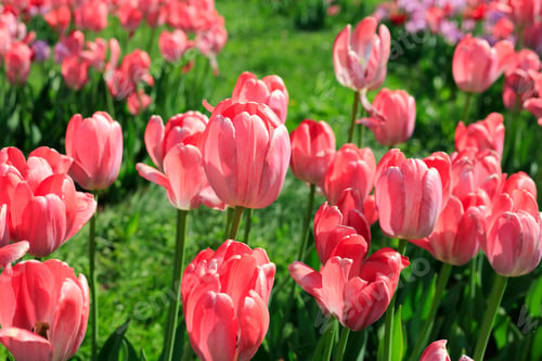 Preview: Beautiful bright pink tulips