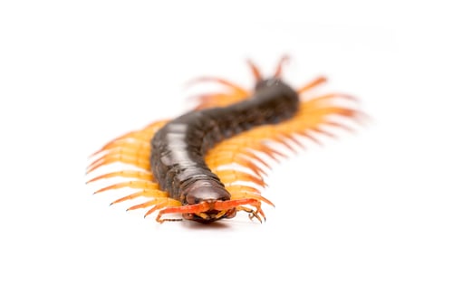 Preview: centipede isolated on white background