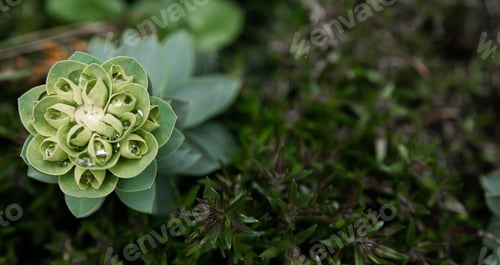 Preview: Rosetta stonecrop, or Sedum rosetta. Close-up photo of its small green leaves.