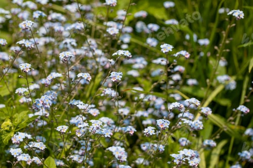 Preview: blue flowers in the field