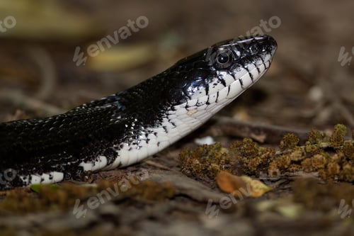 Preview: Rat Snake