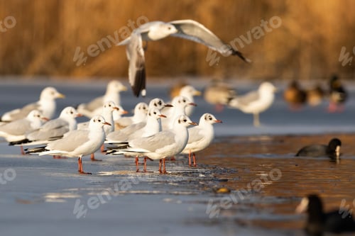 Preview: Flock of black-headed gull standing on ice in winter