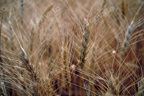 Preview: Wheat field. Ears of golden wheat close up.