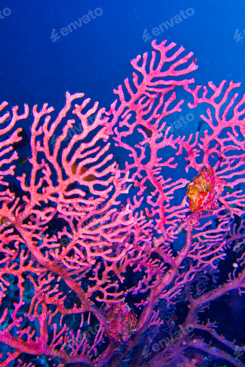 Preview: Gorgonian, Maldives