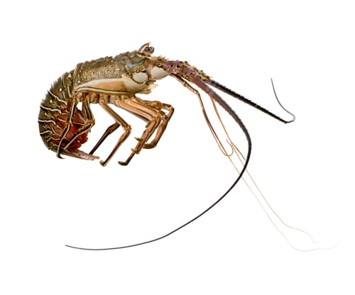 Preview: Spiny lobster - Palinuridae