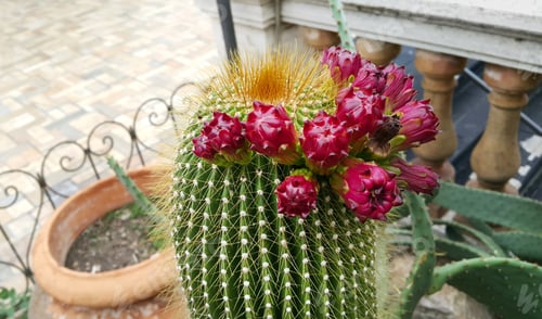 Preview: Cactus with Red Flowers in an Urban Setting