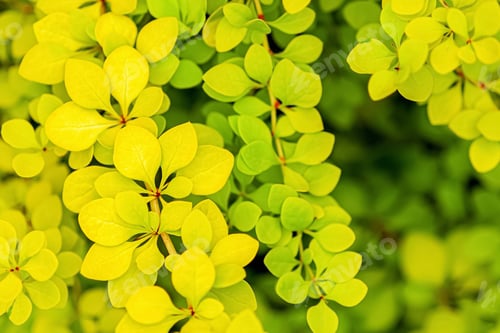 Preview: Golden Japanese barberry yellow green leaves, Berberis thunbergii Aurea foliage background