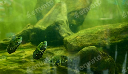 Preview: Oscar fish tank in Dharmapala Park. Agrresive exotic freshwater fishes.