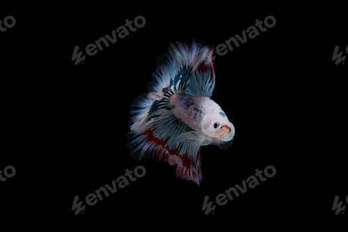 Preview: Beautiful colorful of siamese betta fish
