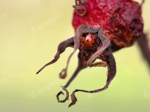 Preview: A seven-spot ladybug hiding on the underside of a rosehip from ‘rosa rugosa’