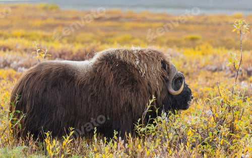 Preview: Musk ox