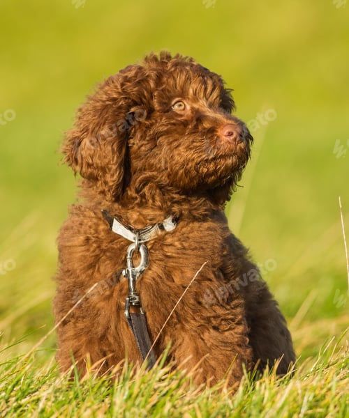 Preview: poodle, dog, puppy, pets, dogs