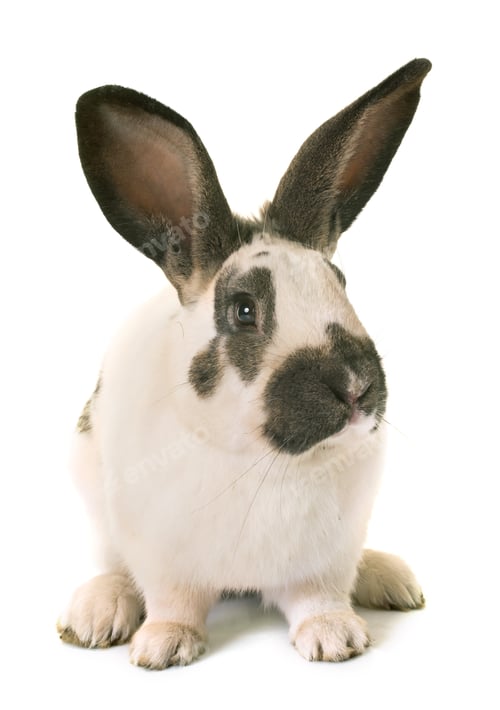 Preview: Checkered Giant rabbit