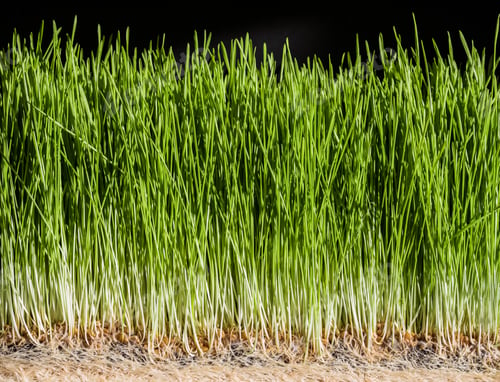 Preview: Wheatgrass details of the Roots, Seeds and Healthy Mature Sprout