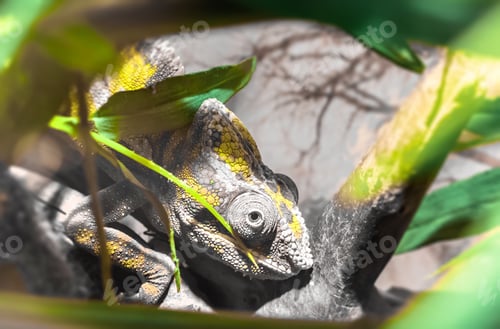 Preview: Chameleon Furcifer Pardalis Ambilobe