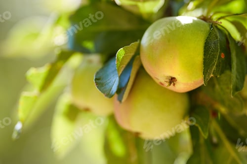 Preview: Fresh apples a sunny day in the garden