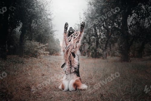 Preview: German Shepherd dog with leaves in autumn. Halloween dog. Autumn mood.