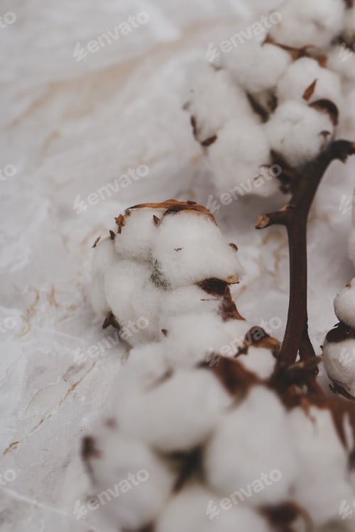 Preview: Cotton flower