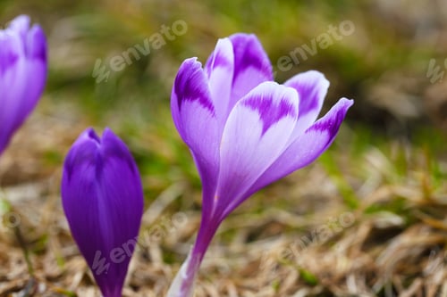 Preview: Purple crocus flowers in snow awakening in spring