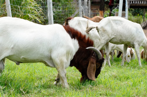 Preview: Goats in the green grass are eating grass.