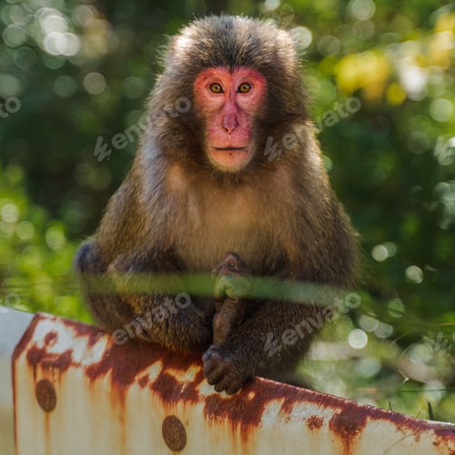 Preview: Young Yakushima macaque in Japan, looking directly at camera with intense gaze