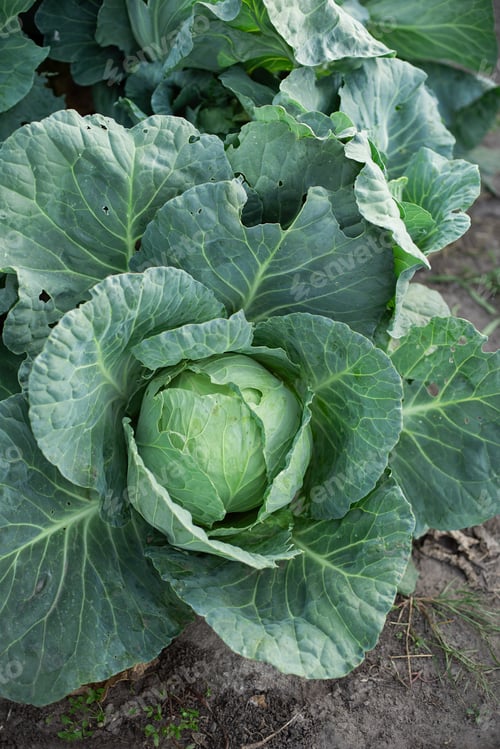 Preview: Close up of fresh cabbage in harvest field.