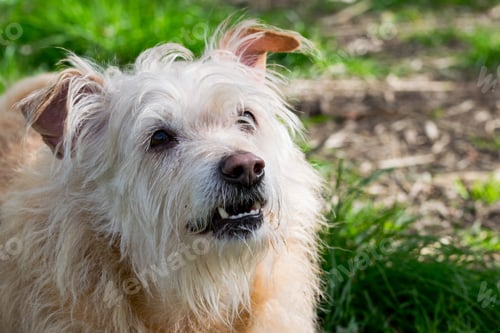 Preview: Obedient beige dog waiting for its owner eagerly in the Maltese countryside.