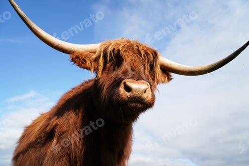Preview: Closeup of a highland cow standing in the middle of the field on a sunny day
