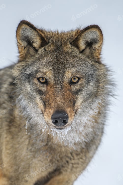 Preview: Close up portrait wolf in winter forest background