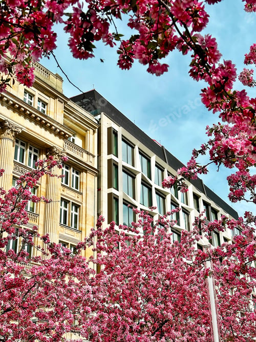 Preview: Close Up Of Pink Tender Blooming Spring Sakura Flowers On Tree Branch In Front Of City Architecture
