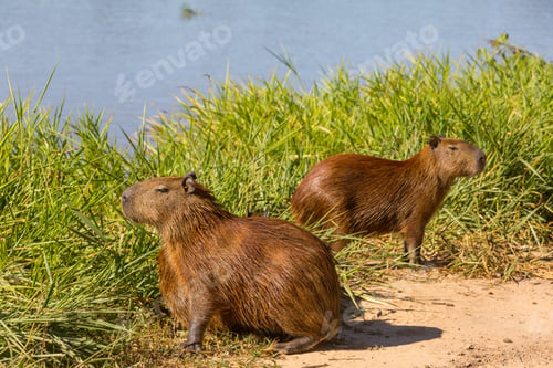 Preview: Capybara