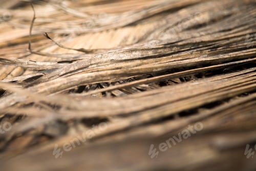 Preview: Dry palm leaves in Agonda, Goa, India