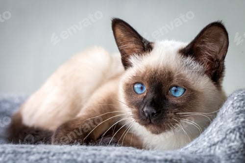 Preview: Cute kitten siamese cat indoor