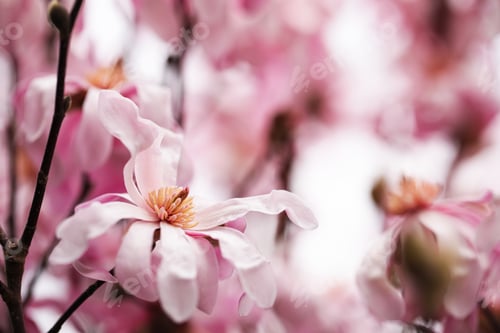 Preview: Closeup view of beautiful blooming magnolia tree outdoors. Space for text