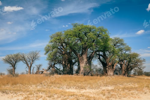 Preview: Baobab trees thrive under Botswana’s bright sky