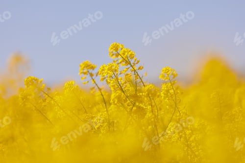 Preview: field of yellow flowers on a blue sky background. natural background, beautiful view of the yellow
