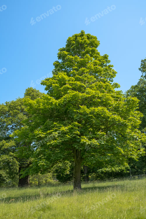 Preview: Horse chess nut tree conker tree in the summer