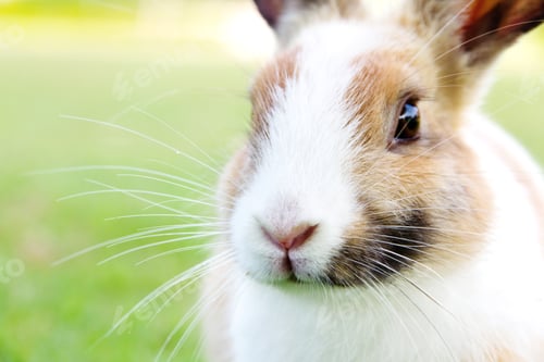 Preview: cute bunny rabbit on the grass