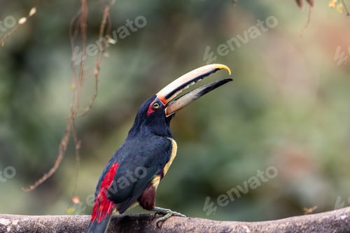 Preview: Fiery-billed Aracari toucan (Pteroglossus frantzii) feeding in the forest of Mindo, Ecuador