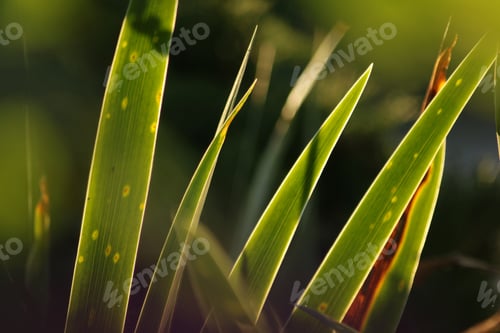 Preview: Green Leaf Abstract