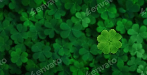 Preview: Beautiful fresh green clover leaves, top view. Banner design