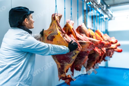 Preview: Woman placing meat at cold storage room in meat factory