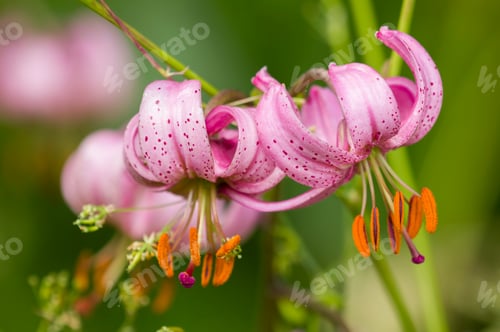 Preview: Wild lilium flowers