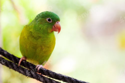 Preview: lovebirds, lover bird, lovely