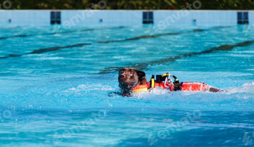 Preview: Lifeguard dog in swimming pool.