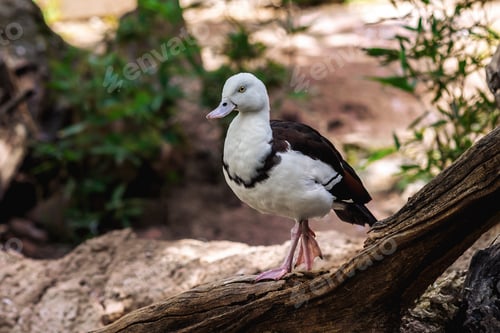 Preview: Radjah Shelduck (Radjah radjah) - Waterfowl